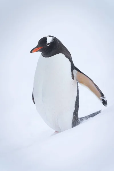Gentoo Pingouin Debout Sur Pente Dans Neige — Photo