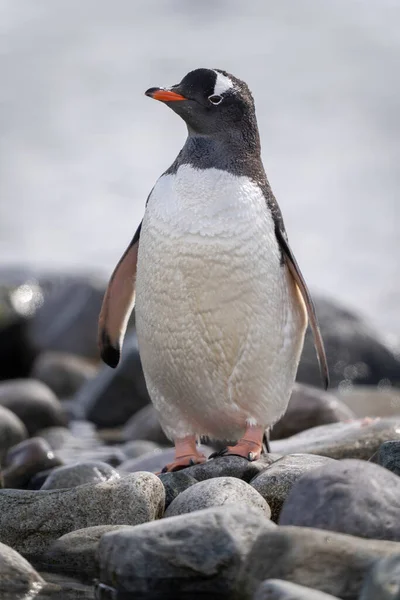 Gentoo Pingüino Encuentra Entre Las Rocas Frente Cámara —  Fotos de Stock