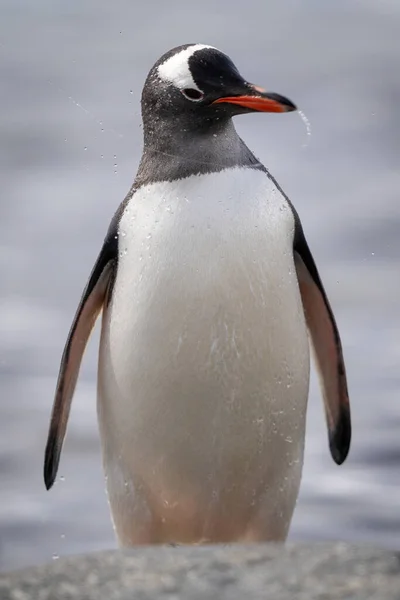 Gentoo Pingvin Står Bakom Sten Skakande Huvud — Stockfoto