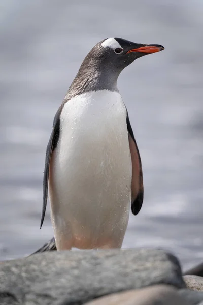 Gentoo Pinguim Fica Atrás Rocha Alongamento Pescoço — Fotografia de Stock