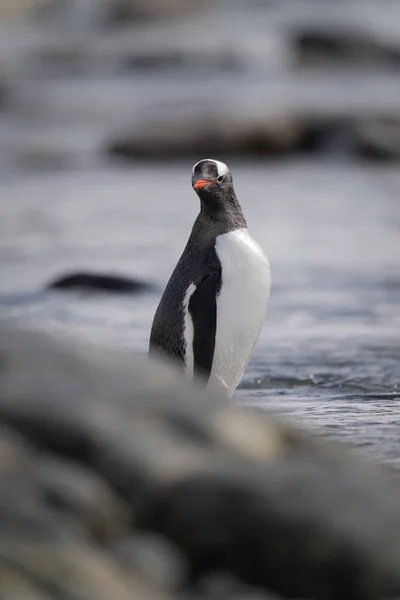 幻灯ペンギンは岩の監視カメラの後ろに立つ — ストック写真