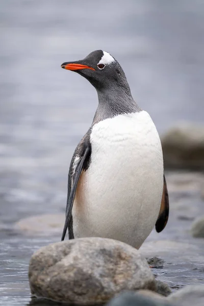 Gentoo Pingouin Tient Caméra Derrière Roche — Photo