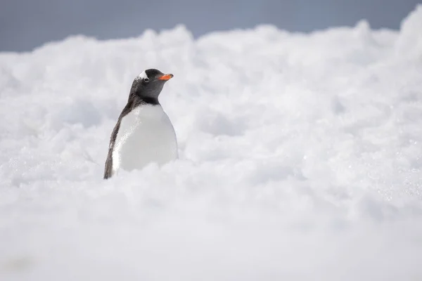 Gentoo Penguin Stands Half Hidden Snow Bank — ストック写真