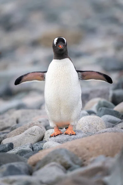 Gentoo Pengueni Kamera Yüzgeçlerini Uzatarak Duruyor — Stok fotoğraf