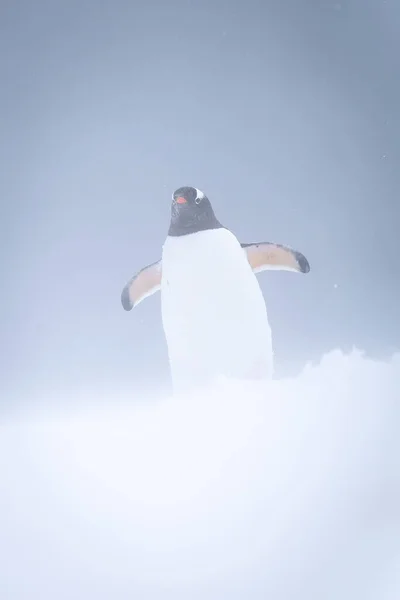 Gentoo Penguin Stands Blizzard Lifting Flippers — ストック写真