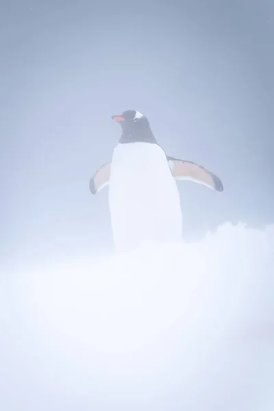 Gentoo Pinguin Steht Schneesturm Und Zieht Flossen Hoch — Stockfoto