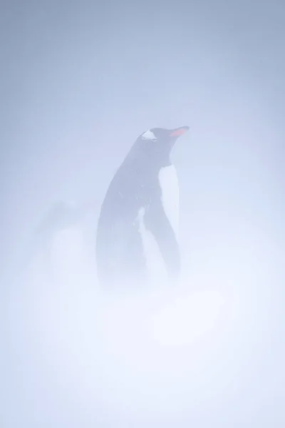 Gentoo Πιγκουίνος Στέκεται Στο Προφίλ Στο Χιόνι — Φωτογραφία Αρχείου