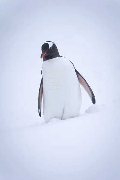 Gentoo Penguin Stands Snow Cocking Head — Stock Photo, Image