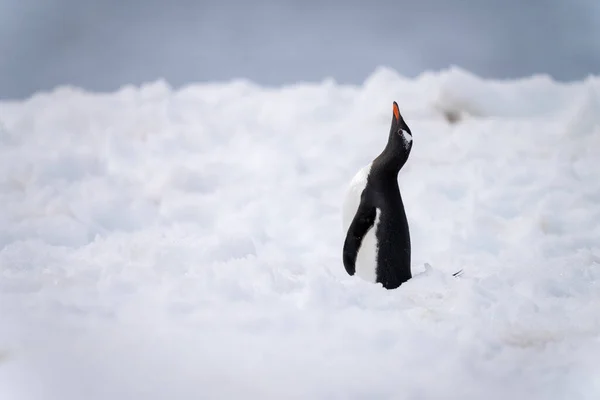 Pinguim Gentoo Fica Bico Elevação Neve — Fotografia de Stock