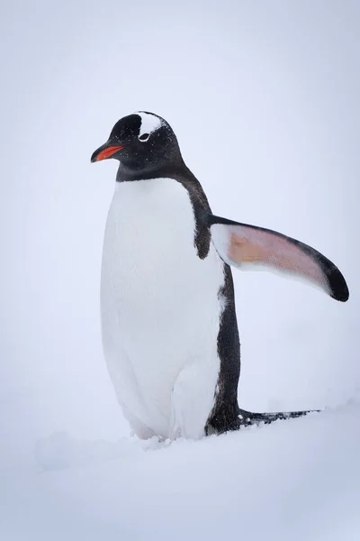 Πιγκουίνος Gentoo Στέκεται Flipper Ανύψωσης Χιονιού — Φωτογραφία Αρχείου