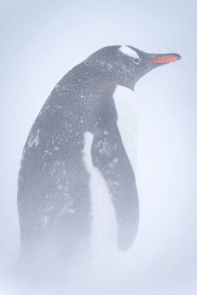 Tučňák Gentoo Stojí Sněhu Sněhové Bouři — Stock fotografie