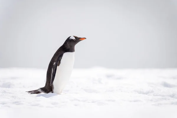 Геніальний Пінгвін Стоїть Профіль Снігу — стокове фото