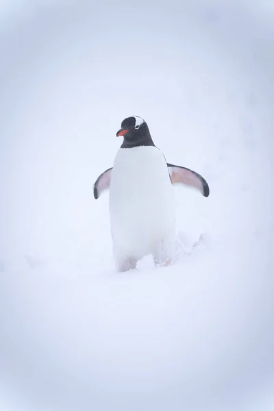 Gentoo Pingwin Stoi Płetwach Podnoszenia Śniegu — Zdjęcie stockowe