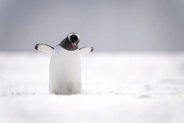 Gentoo Pinguin Steht Schnee Und Hebt Flossen — Stockfoto