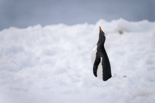 Gentoo Pingüino Pie Nieve Mirando Hacia Arriba —  Fotos de Stock