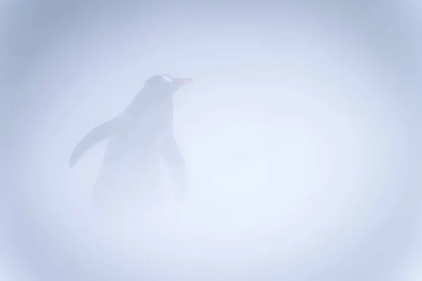 Gentoo Pinguim Fica Tempestade Neve Frente Para Longe — Fotografia de Stock