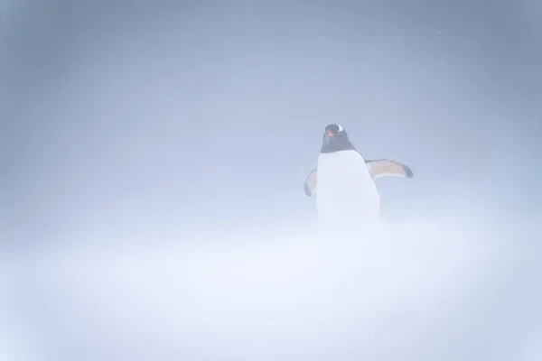 金太企鹅站在暴风雪中举起拖鞋 — 图库照片