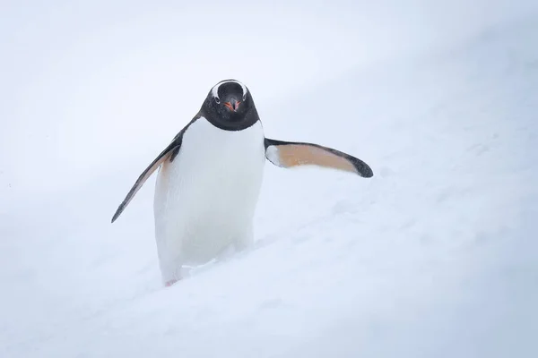 Gentoo Pinguino Sta Appoggiato Avanti Sulla Neve — Foto Stock