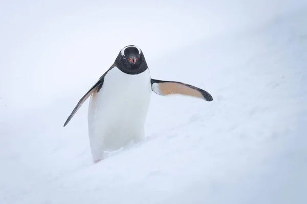 Ezelspinguïn Staat Voorover Leunend Sneeuw — Stockfoto