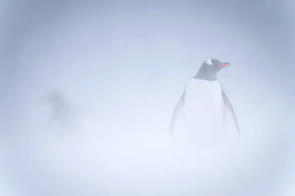 Gentoo Penguin Stands Snowstorm Watching Camera — Stock Photo, Image