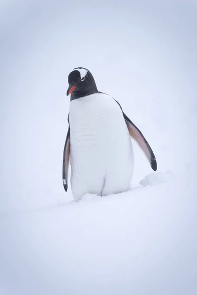 Gentoo Penguin Stands Snow Cocking Head Stock Image