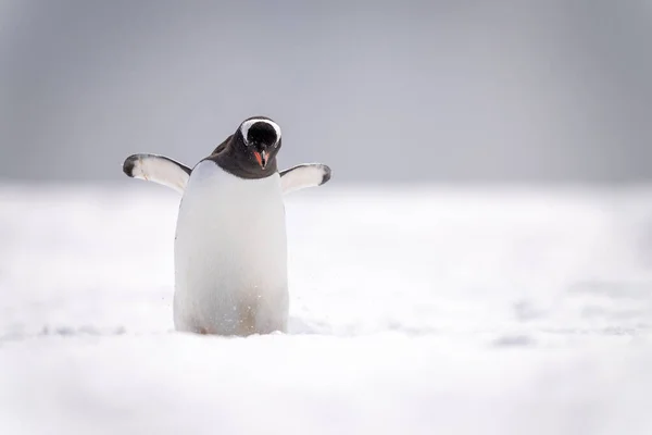Gentoo Penguin Stands Snow Raising Flippers — ストック写真