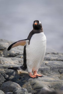 Gentoo pengueni, yüzgecini uzatan kayanın üzerinde duruyor.