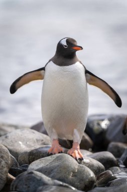 Gentoo pengueni yüzgeçlerini geren kayaların üzerinde duruyor.
