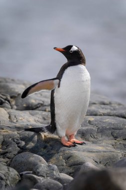 Gentoo pengueni kayanın üzerinde duruyor.