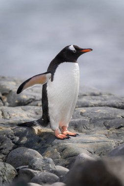 Gentoo pengueni deniz kenarında kayalıklarda duruyor.