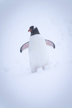 Gentoo pengueni karda yamaçta duruyor