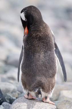 Gentoo pengueni güneşli kayalara tırmanıyor