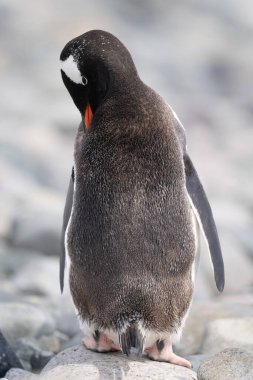 Gentoo pengueni güneşli kayalara tırmanıyor.