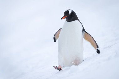 Gentoo pengueni kar gören kamerada adım atıyor