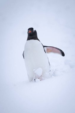 Gentoo pengueni karda yamaçtan aşağı iniyor.