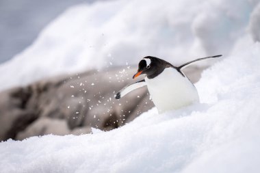 Gentoo pengueni kayaların yanında karla boğuşur.