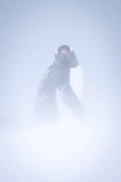 Геніальний Пінгвін Стоїть Озираючись Назад Хуртовину — стокове фото