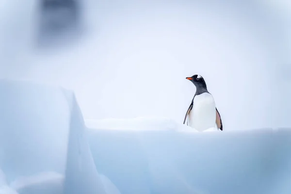 Gentoo Pingüino Pie Iceberg Frente Cámara —  Fotos de Stock