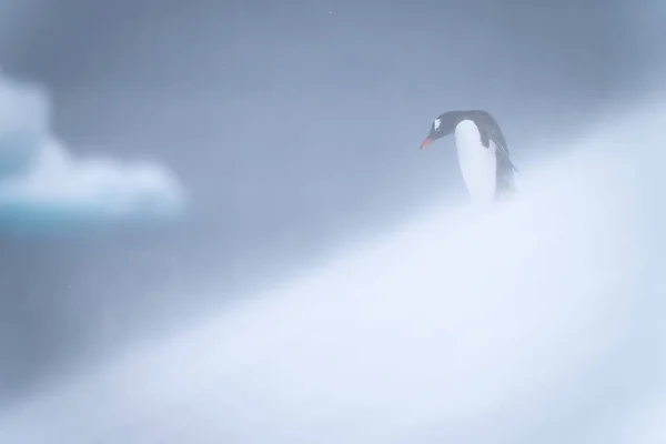 Gentoo Pinguin Steht Verschneiten Hang — Stockfoto