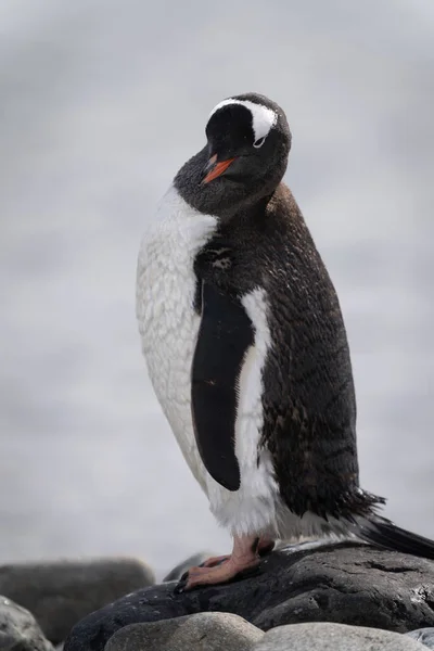 Gentoo Pingvin Áll Sziklaszem Kamera — Stock Fotó
