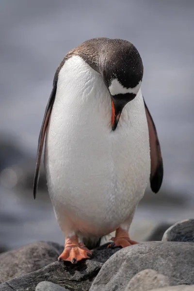 Gentoo Pinguim Fica Rocha Preening Peito — Fotografia de Stock