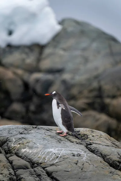 Gentoo Penguin Stands Rock Lifting Flippers — ストック写真