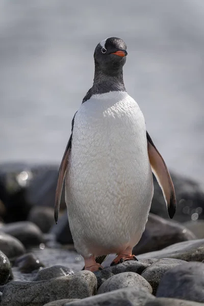 Gentoo Pingvin Står Klippan Vänd Kamera — Stockfoto