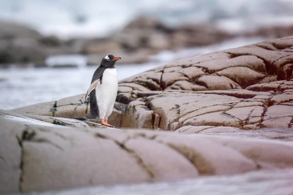 Gentoo Penguin Stands Rock Coast — Fotografia de Stock