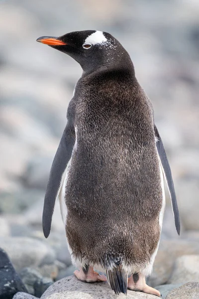 Gentoo Pinguin Steht Auf Felsen Und Blickt Zurück — Stockfoto