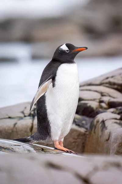 Penguin Gentoo Berdiri Atas Batu Samping Air — Stok Foto