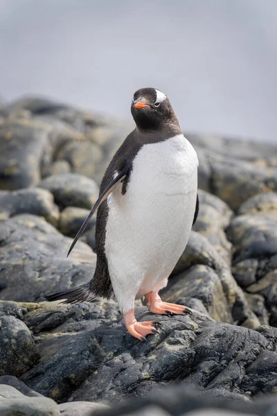 Gentoo Pinguïn Staat Rotsen Draaiend Hoofd — Stockfoto