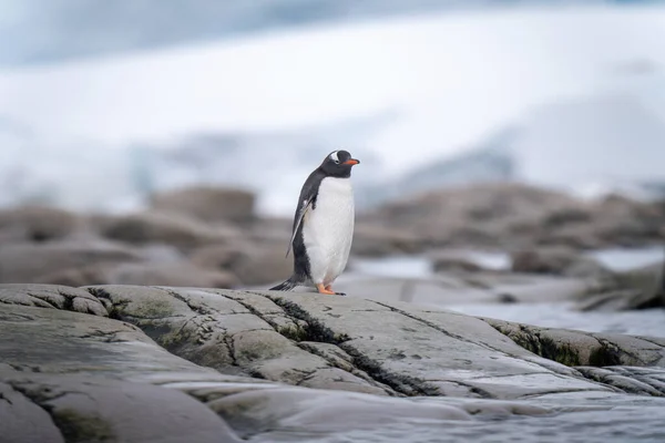 Gentoo Pingvin Áll Sziklák Partján — Stock Fotó