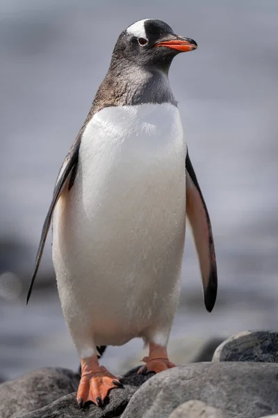 Gentoo Penguin Stands Rocks Eyeing Camera — ストック写真