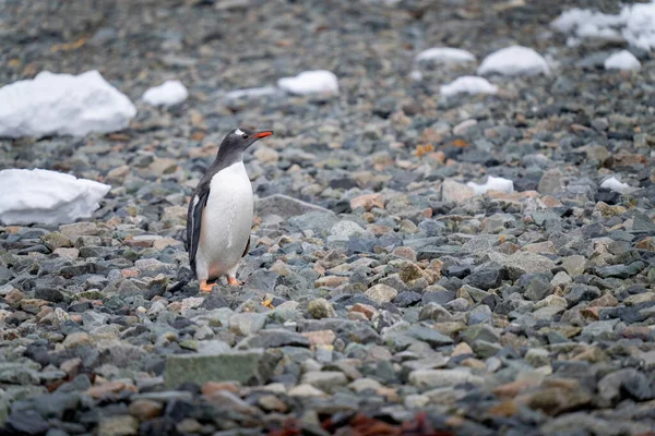 Gentoo Penguin Stands Shingle Facing Right — ストック写真